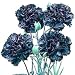 King of the Blacks Carnation 50 Seeds -Dianthus