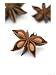 Star Anise, Illicium Verum Photographic Poster Print by Geoff Kidd, 18x24