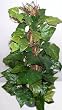3' Vining Ivy Plant on Wood