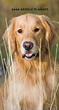 Golden Retrievers 2009 Weekly Pocket Planner Calendar