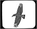 Decorated Mouse Pad with flying, soaring, turkey, vulture, wings, bird