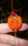 Masdevallia O'Brien's Passion orchid, blooming size