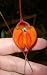 Masdevallia O'Brien's Passion orchid, blooming size