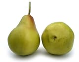 Artificial Green Bartlett Pear, Box of 12
