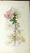 Malva Moschata Sowerby James Botanical Plant Print