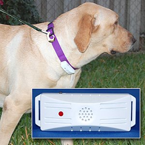 RIDDEX FLEA COLLAR