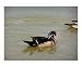 121106 Male Wood Duck Animals Photographic Poster Print by Garland R Oldham, 10x8