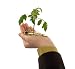 Plant in Hand and Coins - 24W x 22H - Peel and Stick Wall Decal by Wallmonkeys