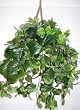 Deluxe Philodendron Hanging Basket