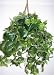 Kitchen & Housewares : Deluxe Philodendron Hanging Basket