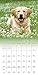 Golden Retrievers 2017 Calendar: Includes Downloadable Wallpaper