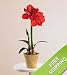Vera Wang Jubilee Amaryllis Image