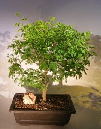 Bonsai Boy S Flowering Brazilian Raintree Bonsai Tree Pithecellobium Tortum Find Best Cheap Anh030320141