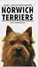 Norwich Terrier
