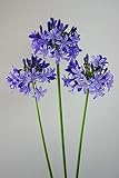 露地から掘り上げてお送りします！オリジナル品種！ 煌めく花姿！アガパンサス‘宵闇’苗　1株