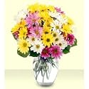 Daisy Rainbow Fresh Flower Bouquet