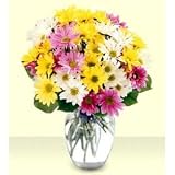 Daisy Rainbow Fresh Flower Bouquet