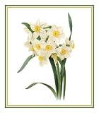 Counted Cross Stitch Chart Graph Pierre-Joseph Redoutes Flower Illustration of Narcissus