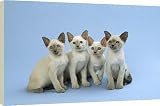 Box Canvas Print of Siamese Cat - kittens sitting in a row from Ardea