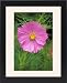 Framed Prints of Cosmos Bipinnatus - Psycho . July flowering from Ardea Wildlife Pets