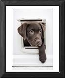 Framed Print of Chocolate Labrador Dog from RSPCA