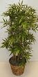 3' Japonica Bamboo Tree