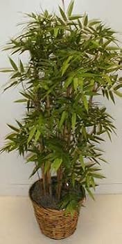 3' Japonica Bamboo Tree