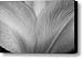 Amaryllis Flower Petals in Black and White Canvas Print / Canvas Art - Artist James Bo Insogna
