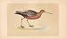 Bar Tailed Godwit British Birds 1St Ed Morris 1851