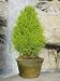 Live Lemon Cypress Cone - 21