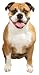 Set of 3 English Bulldog Magnet