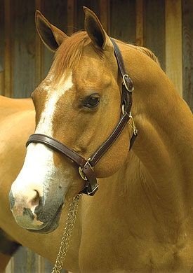 Perri's Leather Adjustable Halter