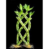 1 Set of Fence ( Palm or Trellis) Lucky Bamboo for Feng Shui or Gifts