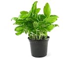 Basil Plant Collection-African Blue, Thai, Opal, Spicy Globe, Greek Columnar; 4 Pots