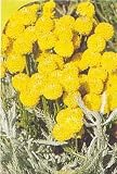 Eigenschaften Dachstauden  / Santolina chamaecyparissus - Heiligenblume, 6 Pfl.