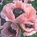 41QstCqQLRL. SL75  Oriental Poppy Seeds