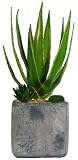 Laura Ashley Succulents in Clay Container