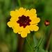 Plains Coreopsis - 200 Seeds