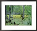 Atchafalaya Swamp Near Gibson in the Heart of 'Cajun Country', Louisiana, USA Collections Framed Art Poster Print by Robert Francis, 22x18