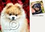 NEW! Neoprene Pomeranian Coasters Set of 4 by Barbara Augello