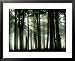 Ancient Caledonian Scots Pine Forest with Sun Beams, Strathspey, UK Framed Art Poster...