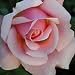 ROSE JILL
