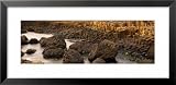 Giant's Causeway, Antrim Coast, Northern Ireland Places Framed Art Poster Print by Panoramic Images, 31x15