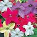 Nicotiana Eau De Cologne Mixed F1 Hybrid