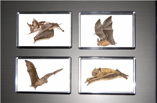 Gift Boxed Set of 4 Fridge Magnets Bat 9