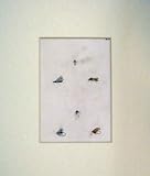 Fishing Flies March 1836 Water Cricket Cow Dung Drone