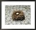 Golden Egg Surrounded by Dollars Bills Framed Art Poster Print by Glasheen Graphics, ...