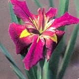Kermesina Water Iris 10 Seeds