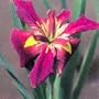 Kermesina Water Iris 10 Seeds - Kermesina- Aquatic
