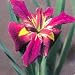 Kermesina Water Iris 10 Seeds - Kermesina- Aquatic